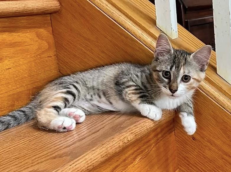 Enlarge Jewel, a ADOPTABLE Domestic Short Hair in Breinigsville, PA image 1/1