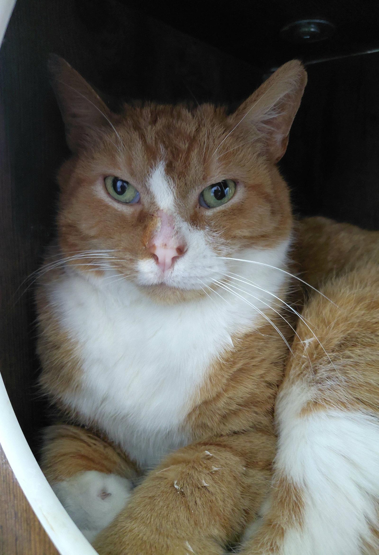 Goliath, Adopted, Adult Male Domestic Short Hair & Tabby.