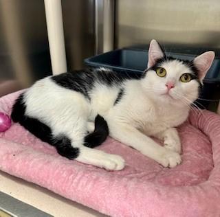 Layla, ADOPTABLE, Adult Female Domestic Short Hair.