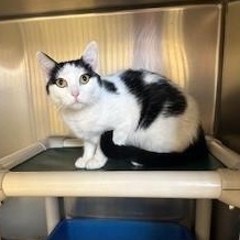 Enlarge Layla, a ADOPTABLE Domestic Short Hair in Parsippany, NJ image 2/2