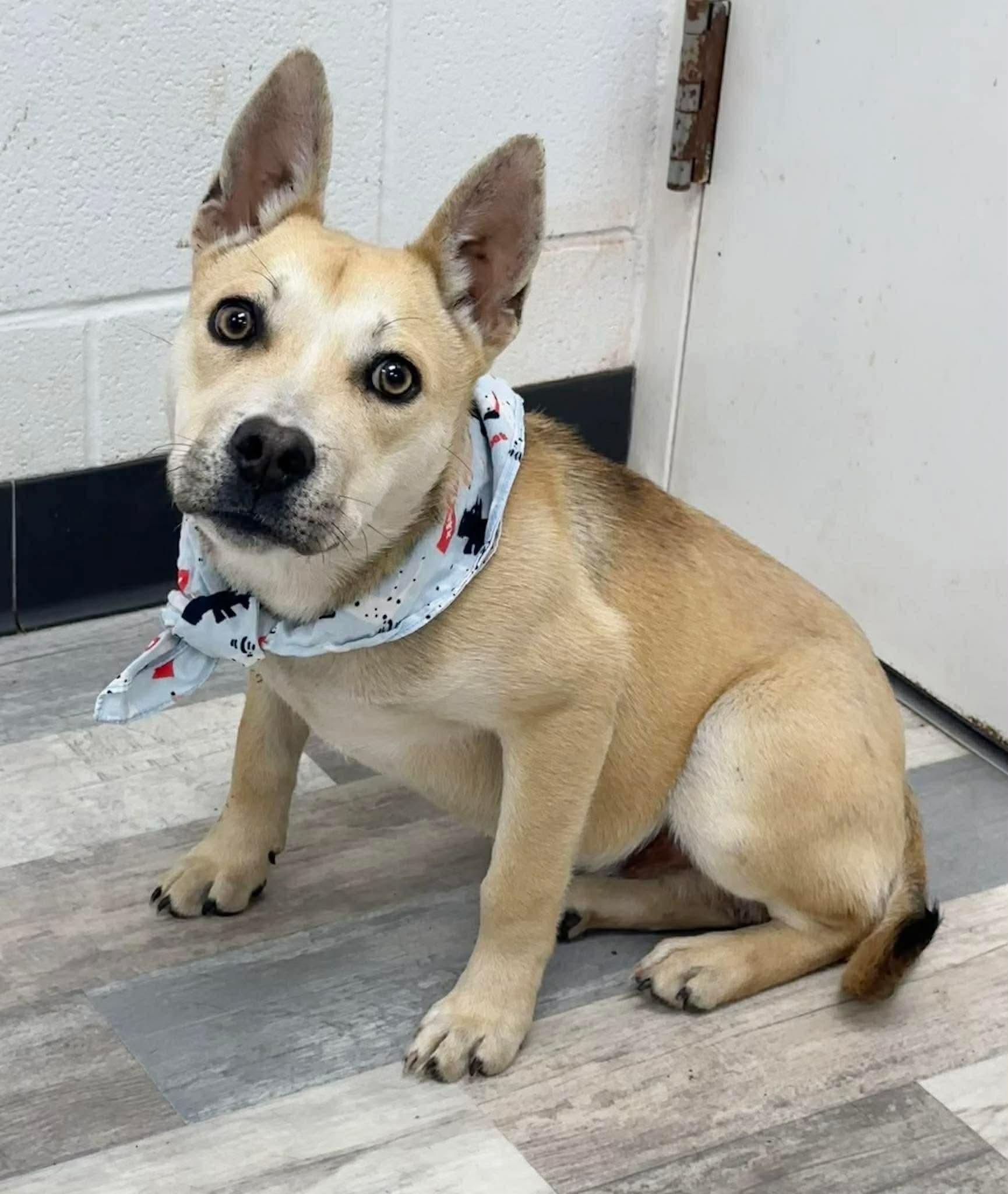 Enlarge Titan, a ADOPTABLE mixed breed in Olympia, WA image 2/3