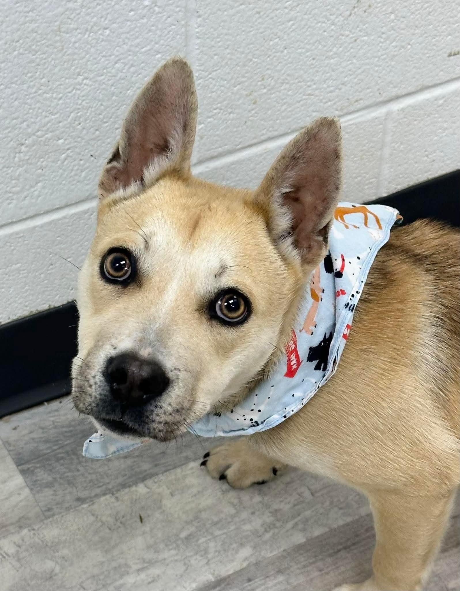 Titan, ADOPTABLE, Young Male French Bulldog.