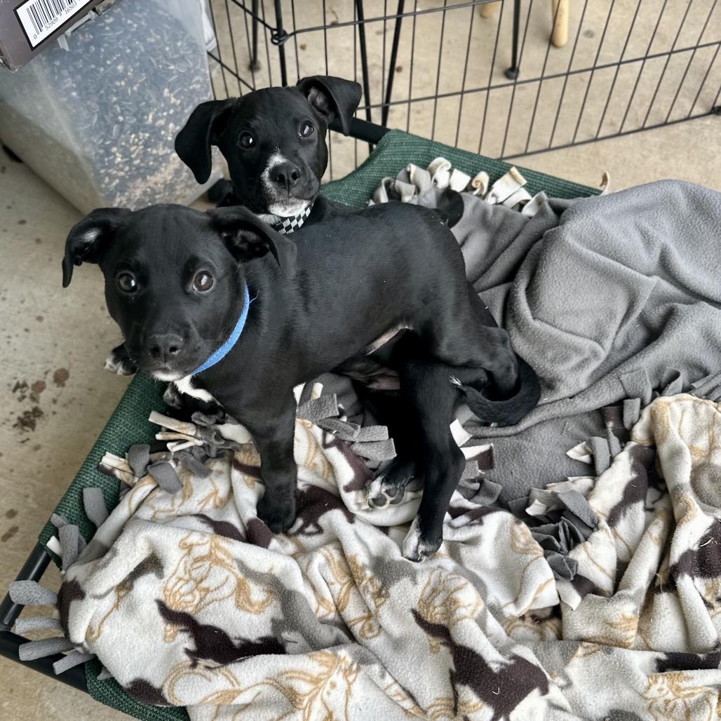 Crow, Adoptable, Puppy Male Labrador Retriever.