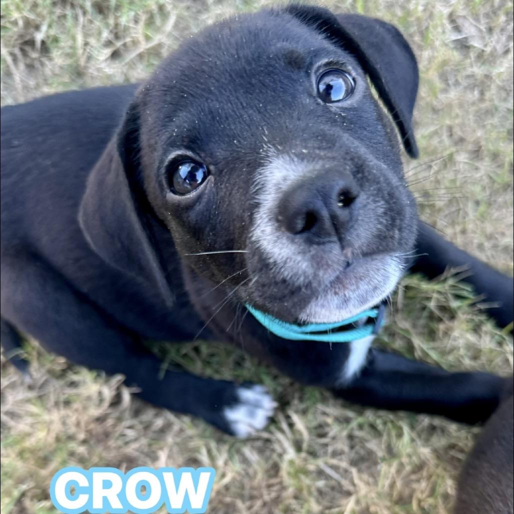 Enlarge Crow, a Adoptable Labrador Retriever in San Antonio, TX image 2/5