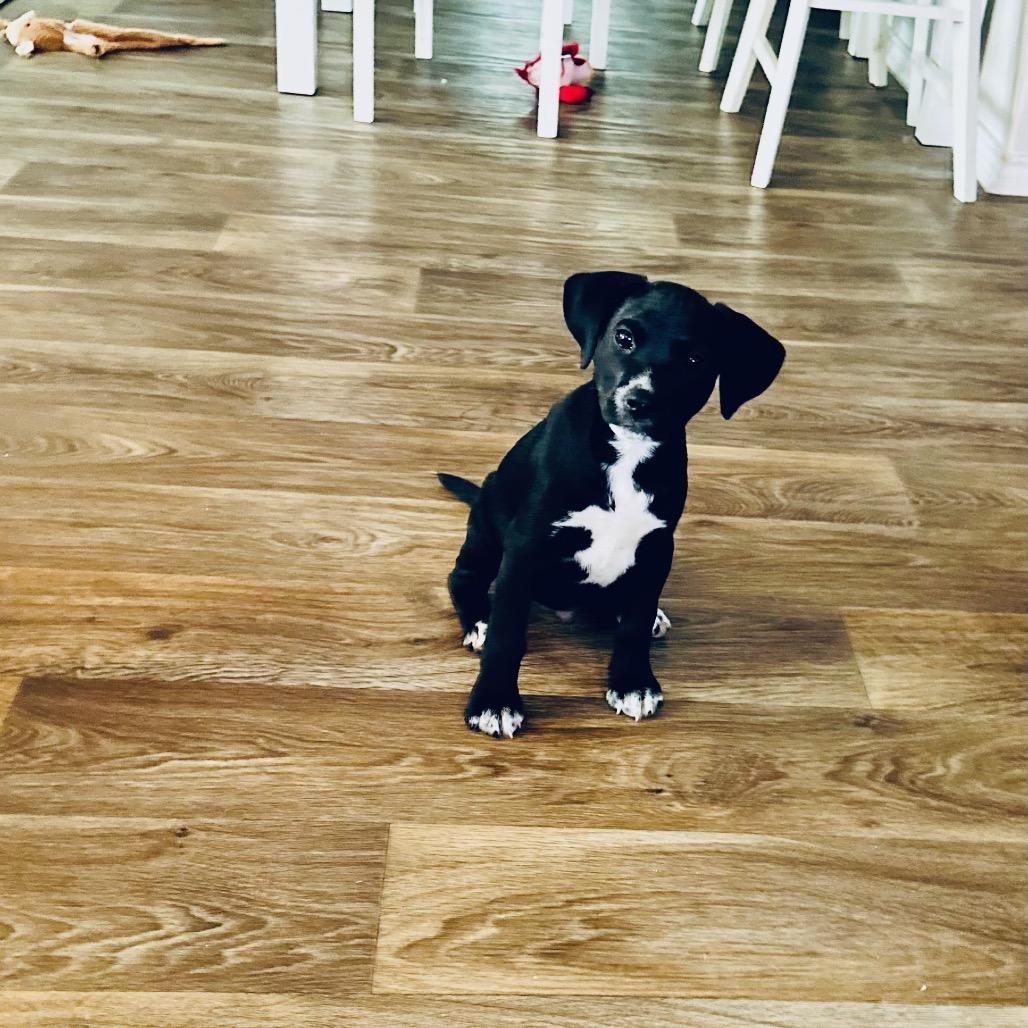 Enlarge Crow, a Adoptable Labrador Retriever in San Antonio, TX image 3/5