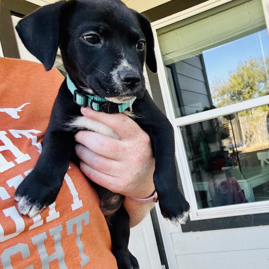 Enlarge Crow, a Adoptable Labrador Retriever in San Antonio, TX image 4/5