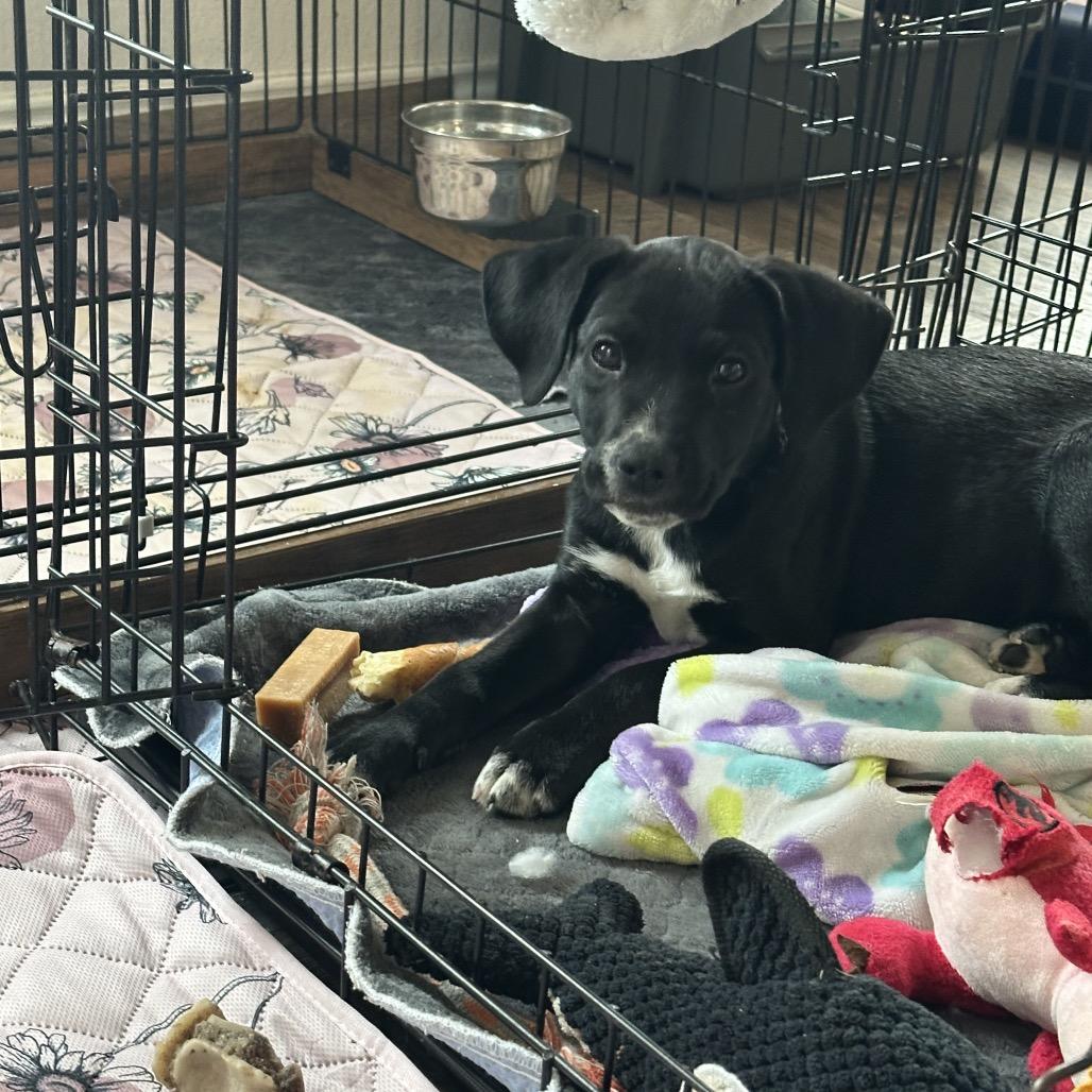 Enlarge Crow, a Adoptable Labrador Retriever in San Antonio, TX image 5/5