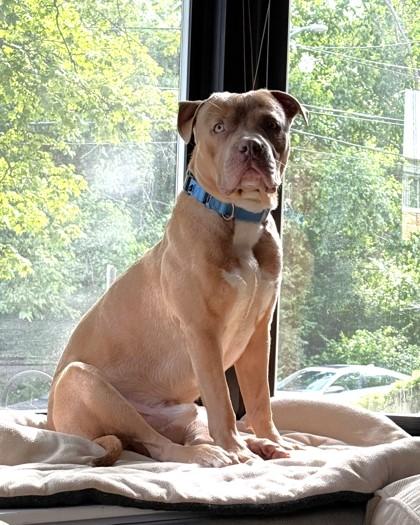 Zuzu, a Adoptable mixed breed in Washington, DC image 1/3