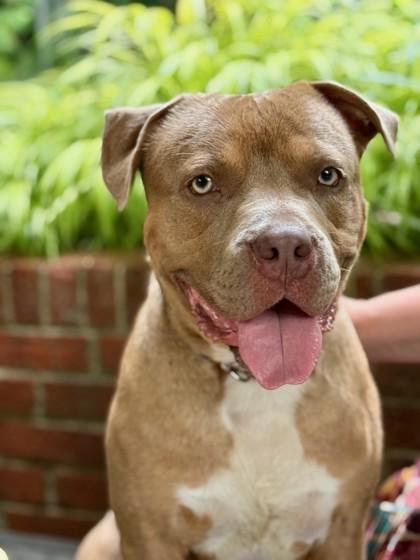 Zuzu, a Adoptable mixed breed in Washington, DC image 2/3
