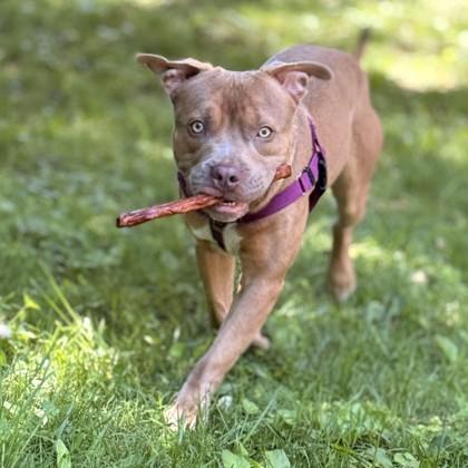 Zuzu, a Adoptable mixed breed in Washington, DC image 3/3