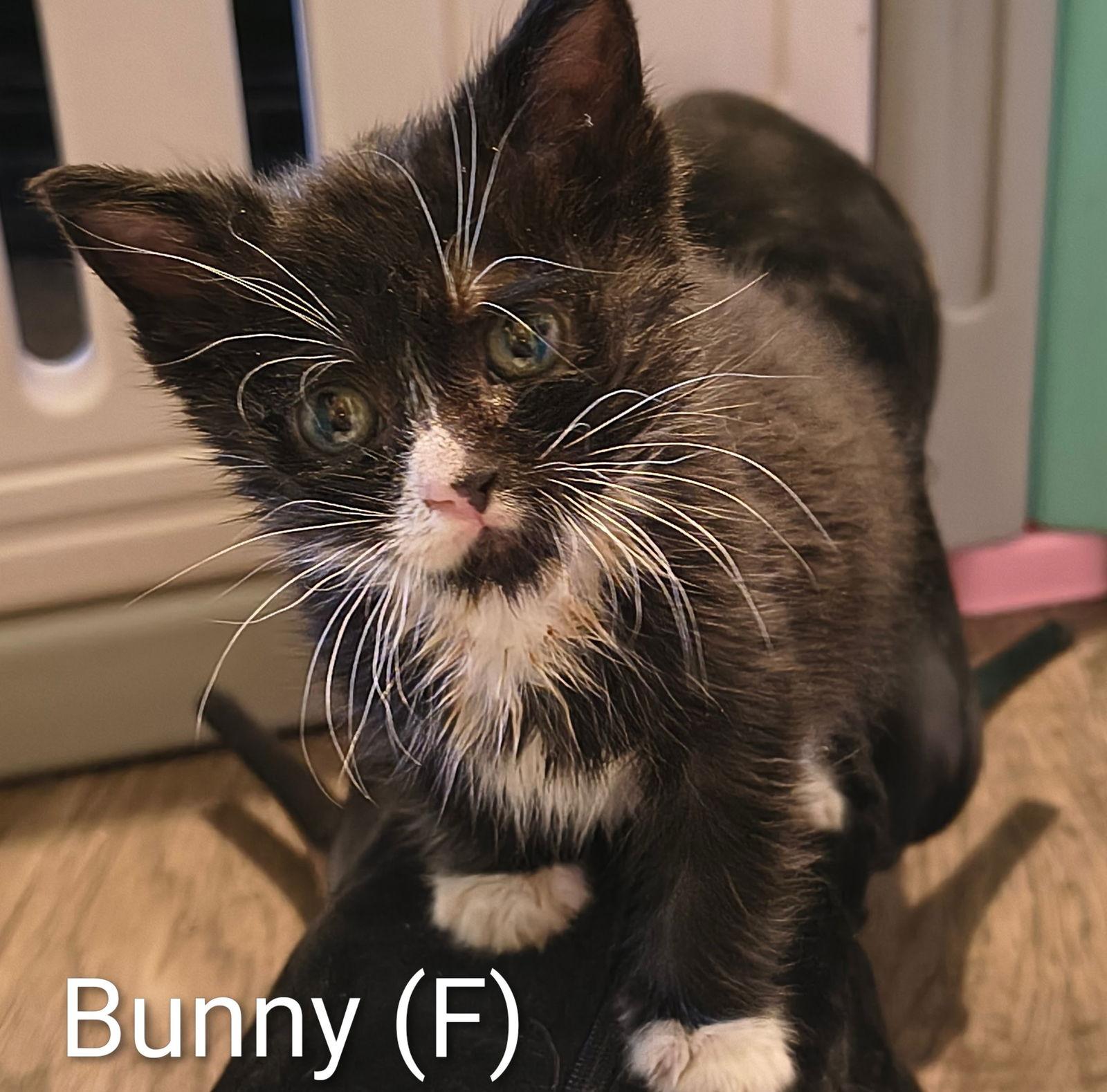 Bunny, Adopted, Kitten Female Tuxedo & Domestic Short Hair.