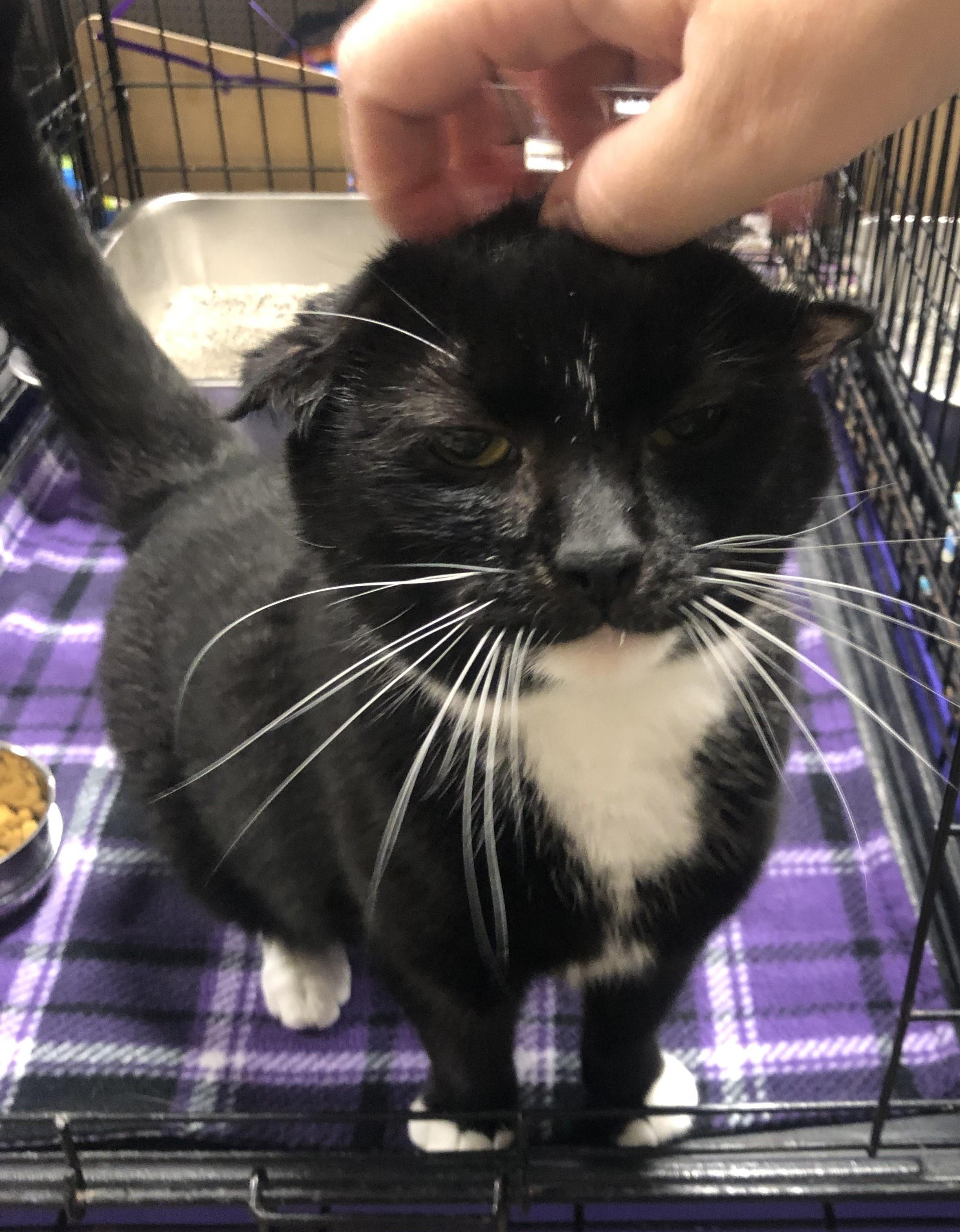 Enlarge Denver, a Adopted mixed breed in Greensburg, PA image 4/6