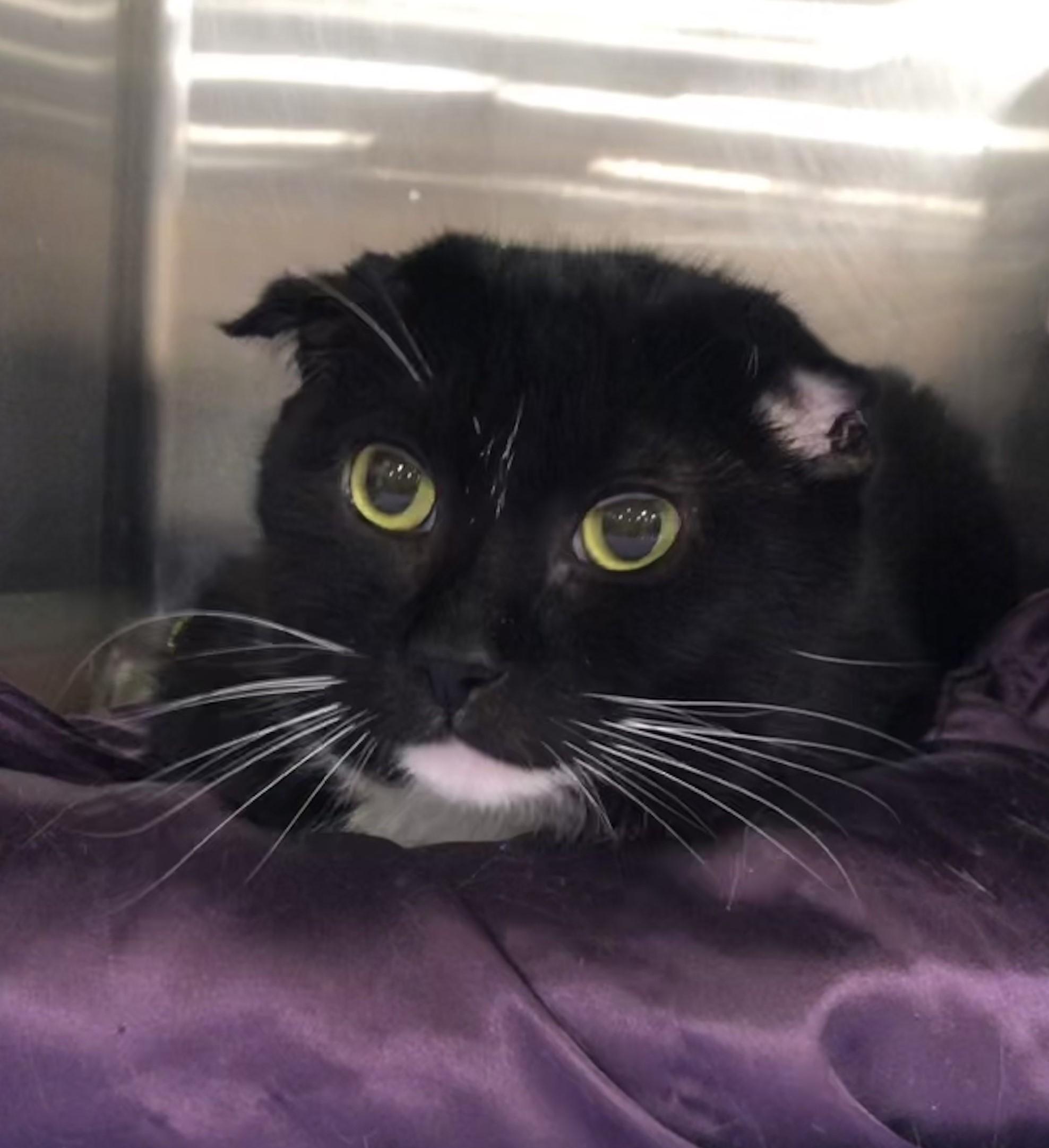 Denver, Adopted, Adult Male Tuxedo & Domestic Short Hair.