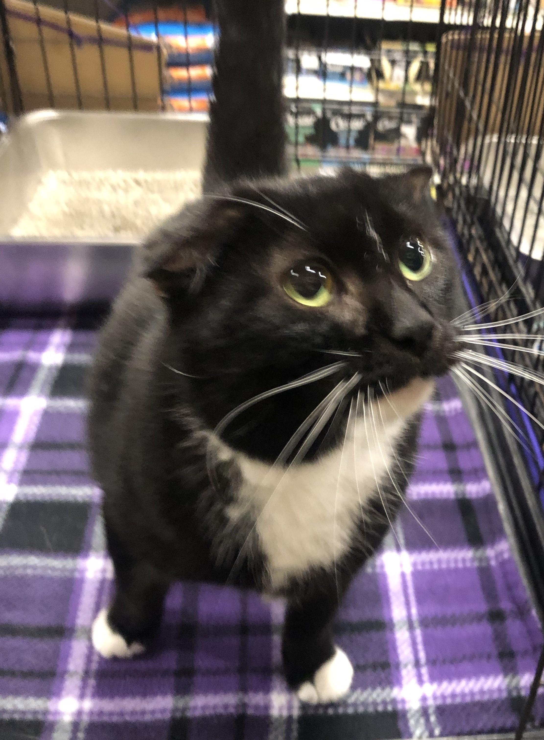 Enlarge Denver, a Adopted mixed breed in Greensburg, PA image 5/6