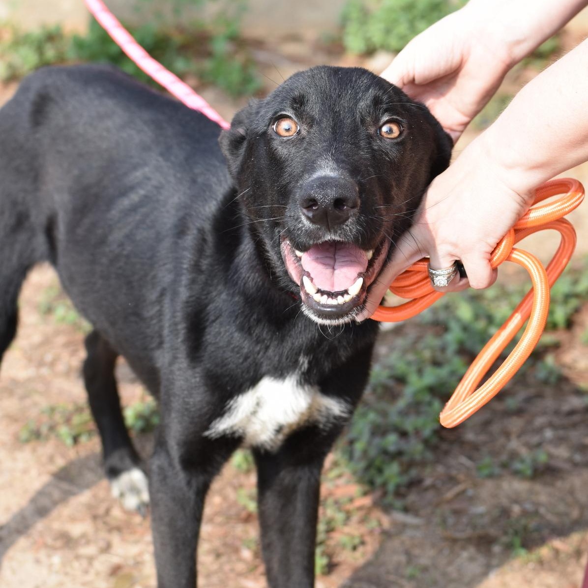 Rascal - Adoptable Pet | Petfinder | Petfinder