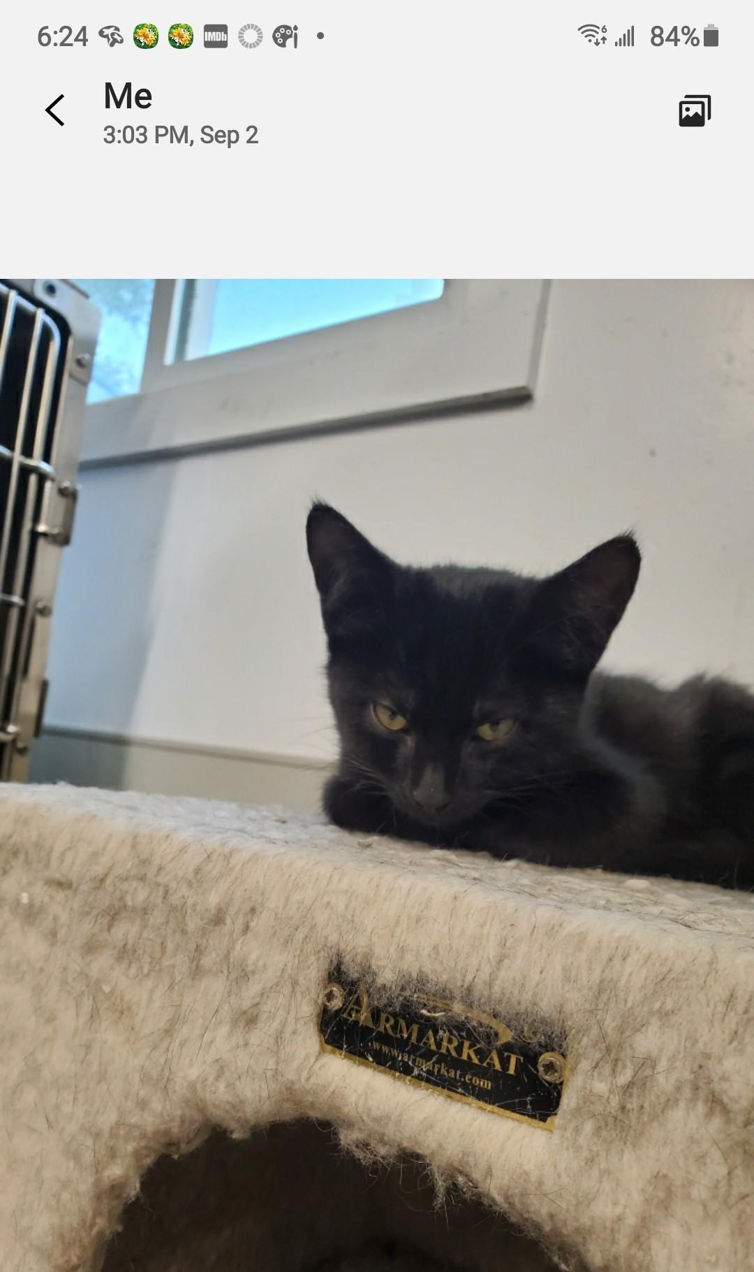 Enlarge Mr. Randy Jackson, a Adoptable mixed breed in Brighton, MI image 2/6