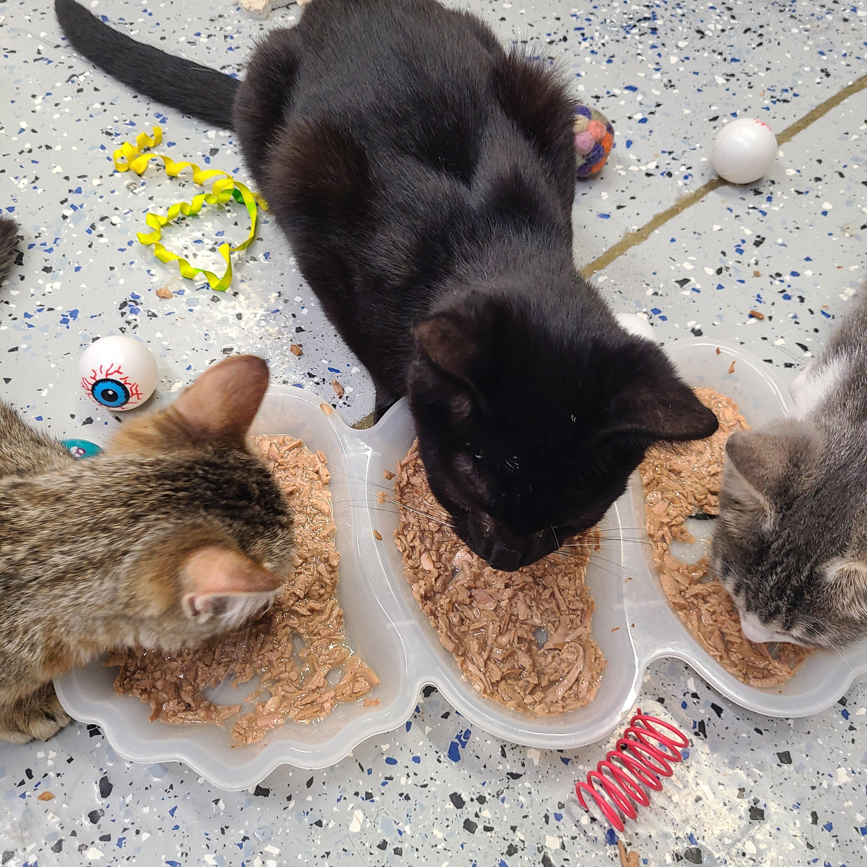 Enlarge Mr. Randy Jackson, a Adoptable mixed breed in Brighton, MI image 3/6