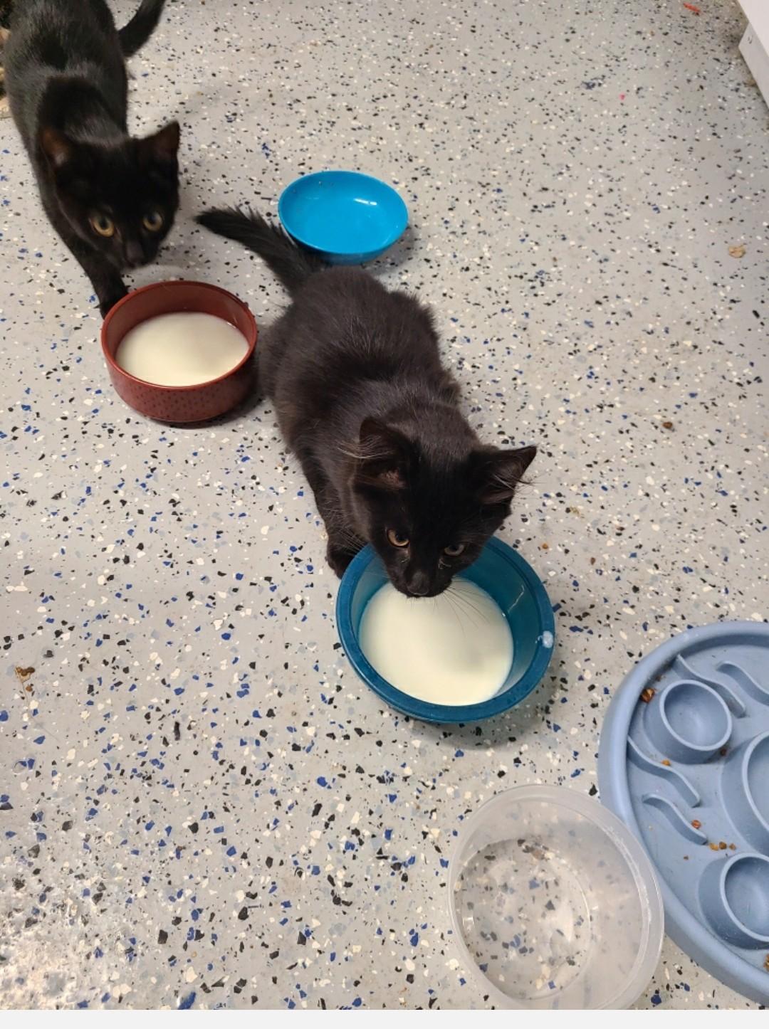 Enlarge Mr. Randy Jackson, a Adoptable mixed breed in Brighton, MI image 4/6