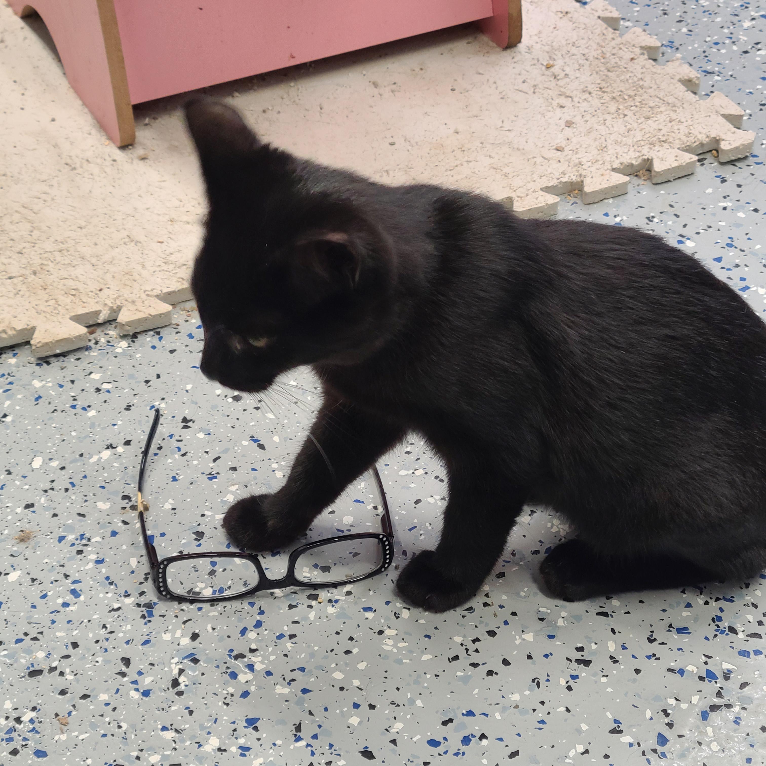 Enlarge Mr. Randy Jackson, a Adoptable mixed breed in Brighton, MI image 5/6