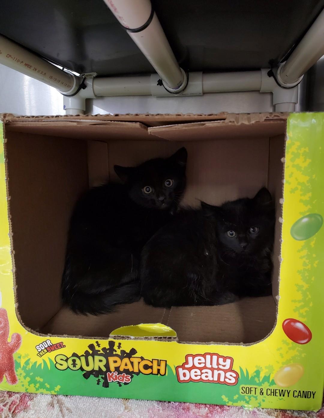 Enlarge Mr. Randy Jackson, a Adoptable mixed breed in Brighton, MI image 6/6