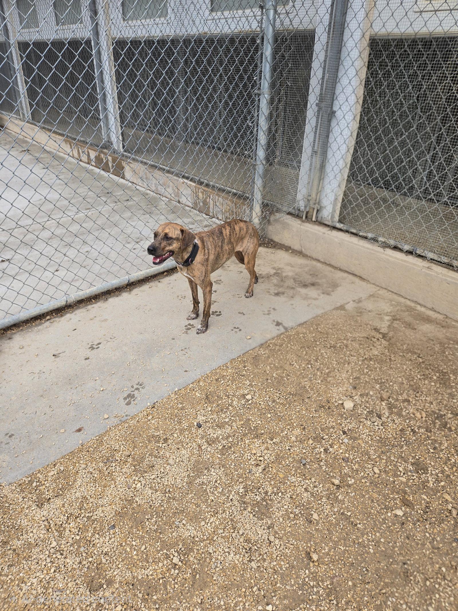Dixie, Adoptable, Adult Female Mixed Breed.