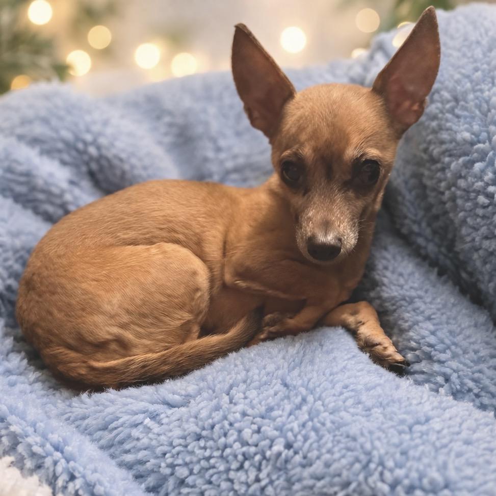 Enlarge "Big" Lou, a Adoptable Chihuahua in Hudson, IL image 1/2