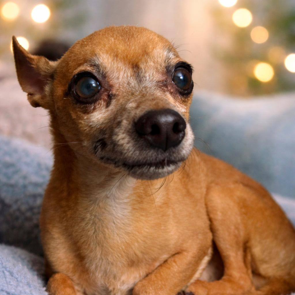 Enlarge "Big" Lou, a Adoptable Chihuahua in Hudson, IL image 2/2