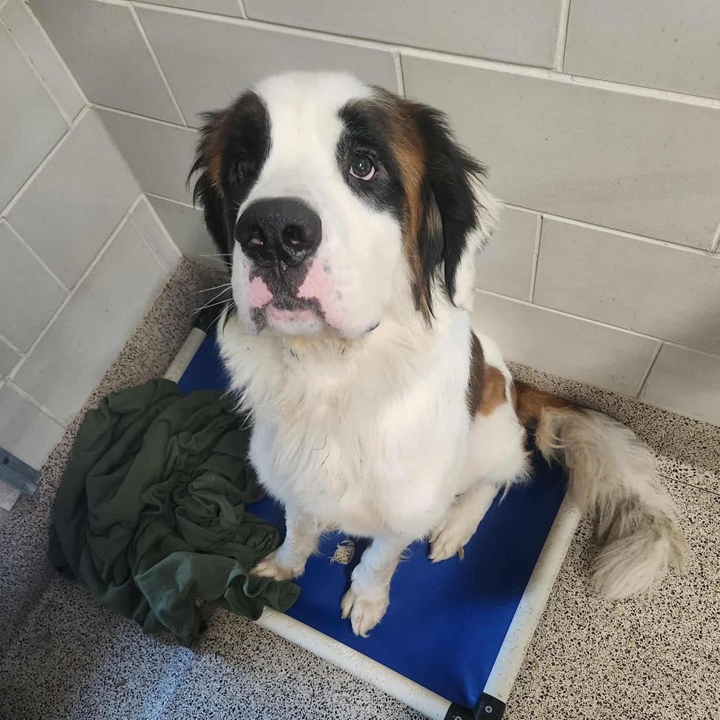 Burton, Adoptable, Young Male Saint Bernard.