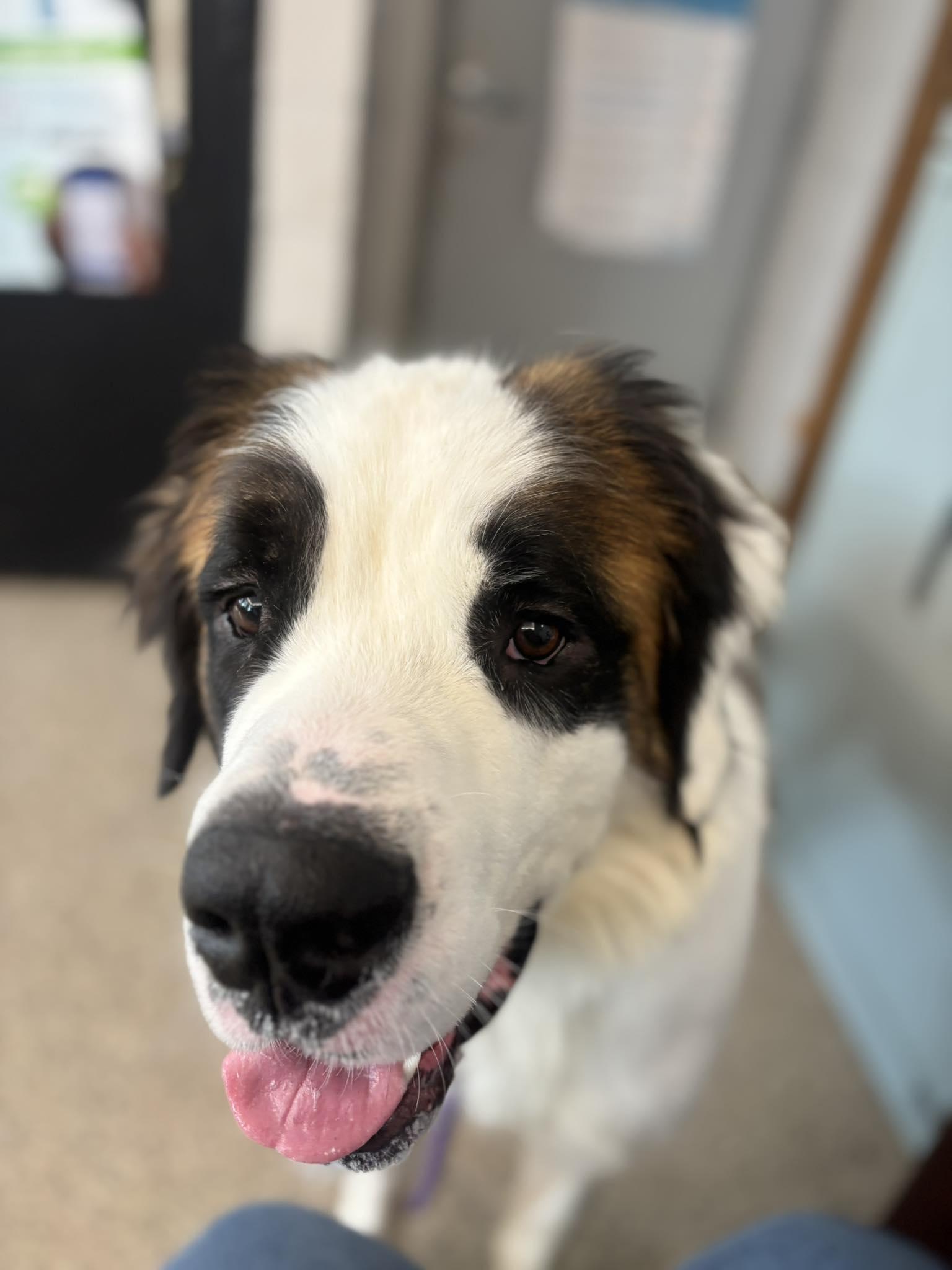 Burton, a Adoptable Saint Bernard in Snover, MI image 2/3