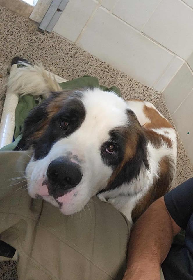 Burton, a Adoptable Saint Bernard in Snover, MI image 3/3