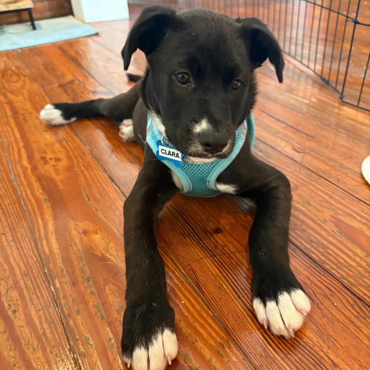 Enlarge Clara, a ADOPTABLE Mixed Breed in Key Largo, FL image 1/5