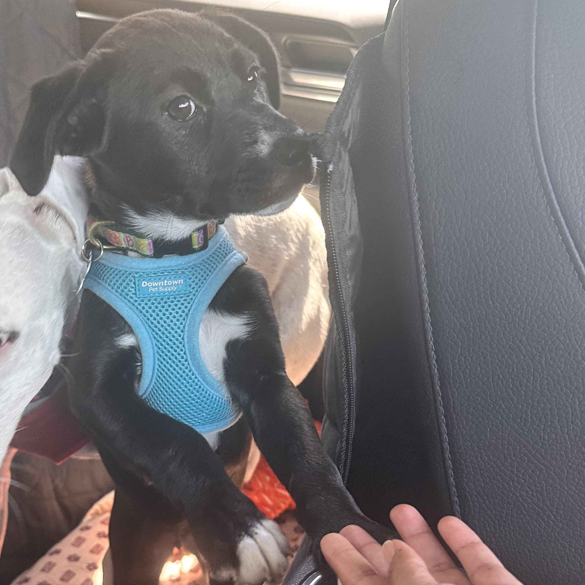 Enlarge Clara, a ADOPTABLE Mixed Breed in Key Largo, FL image 2/5