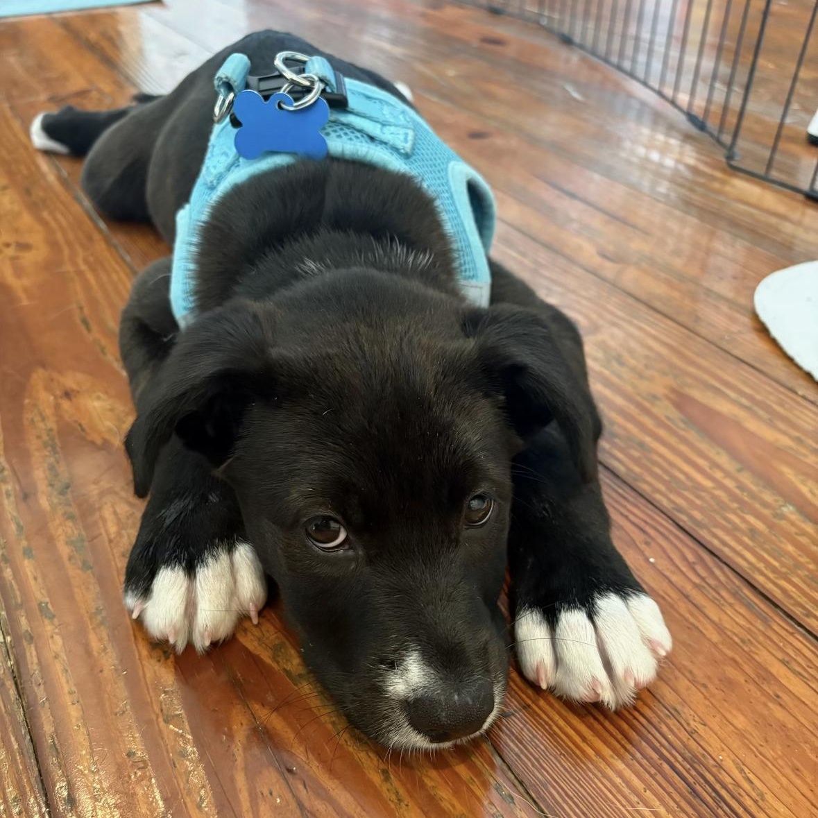 Enlarge Clara, a ADOPTABLE Mixed Breed in Key Largo, FL image 4/5