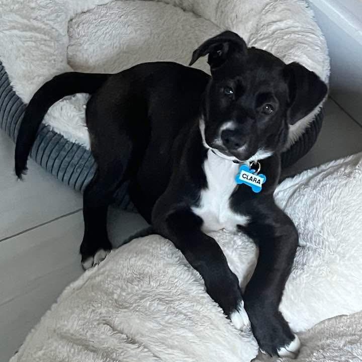 Enlarge Clara, a ADOPTABLE Mixed Breed in Key Largo, FL image 5/5