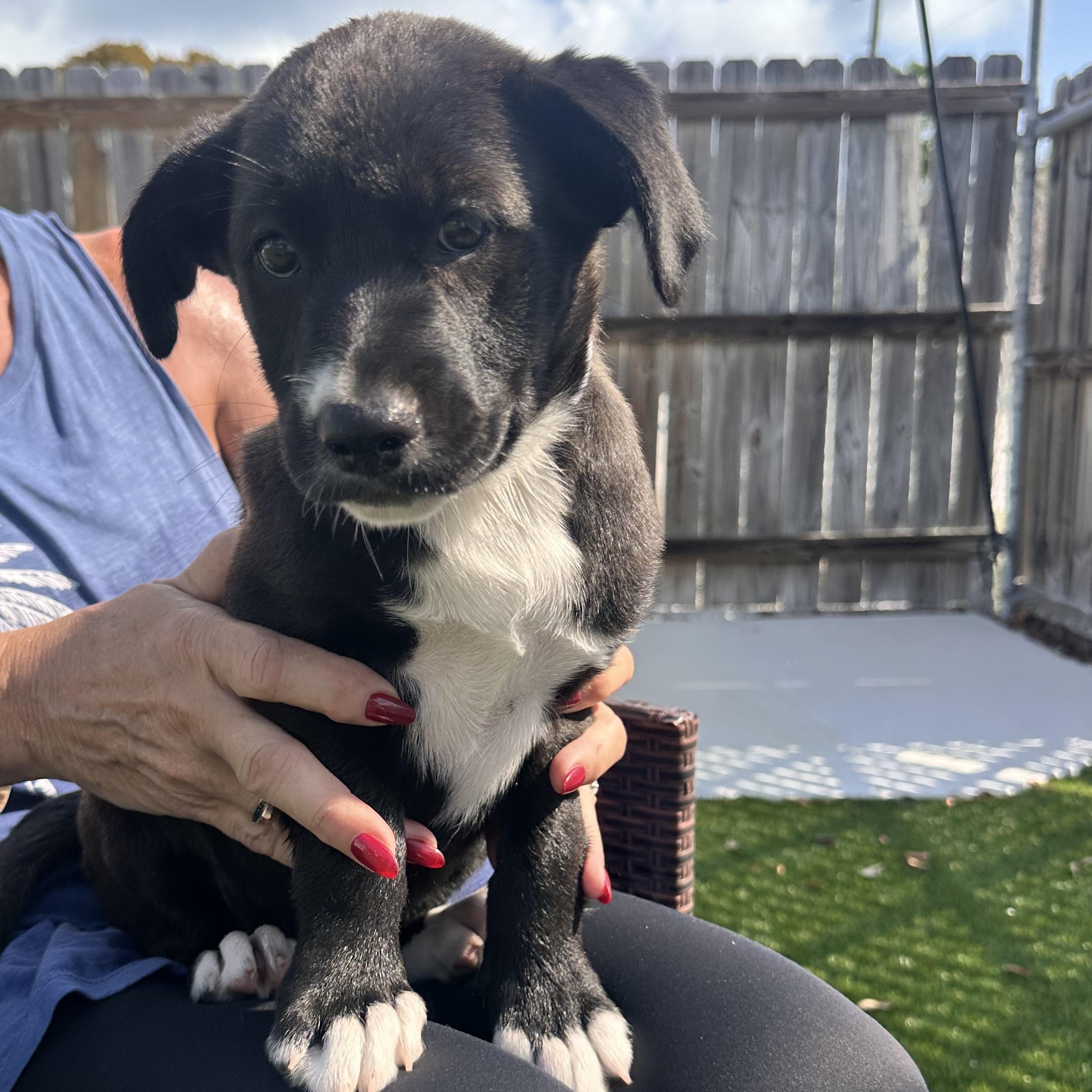 Enlarge Clara, a ADOPTABLE Mixed Breed in Key Largo, FL image 3/5