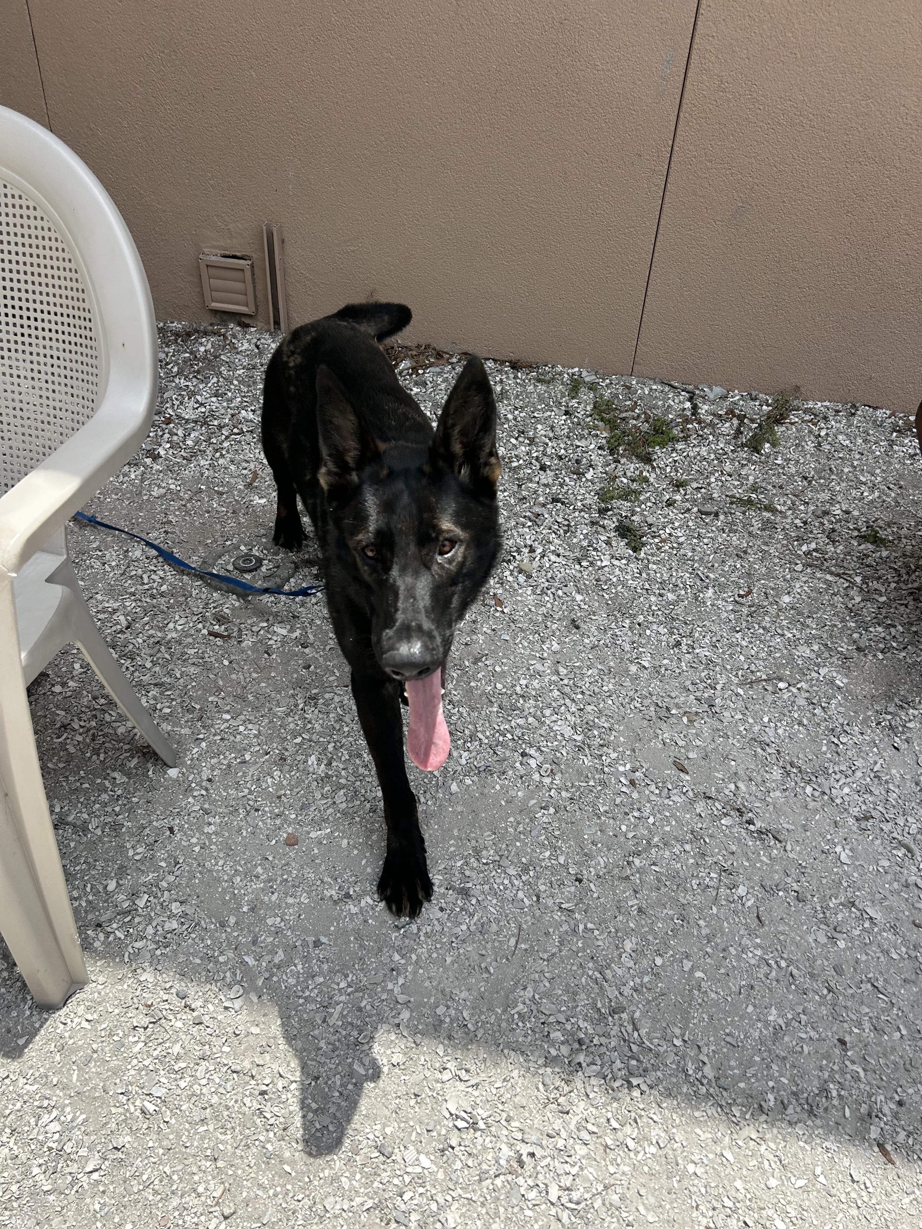 Nellie, Adoptable, Adult Female German Shepherd Dog.
