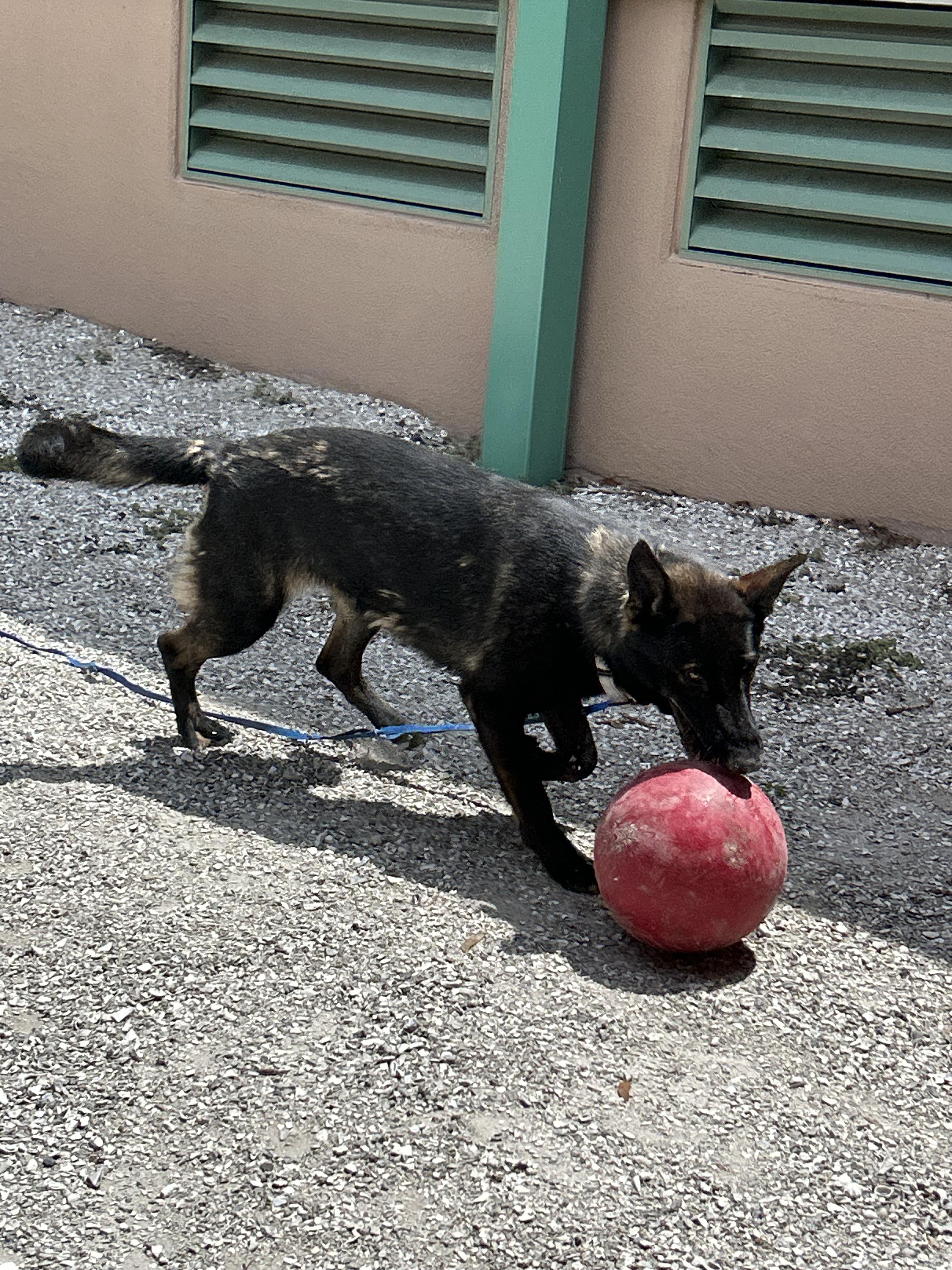 Enlarge Nellie, a Adoptable German Shepherd Dog in Parrish, FL image 2/6