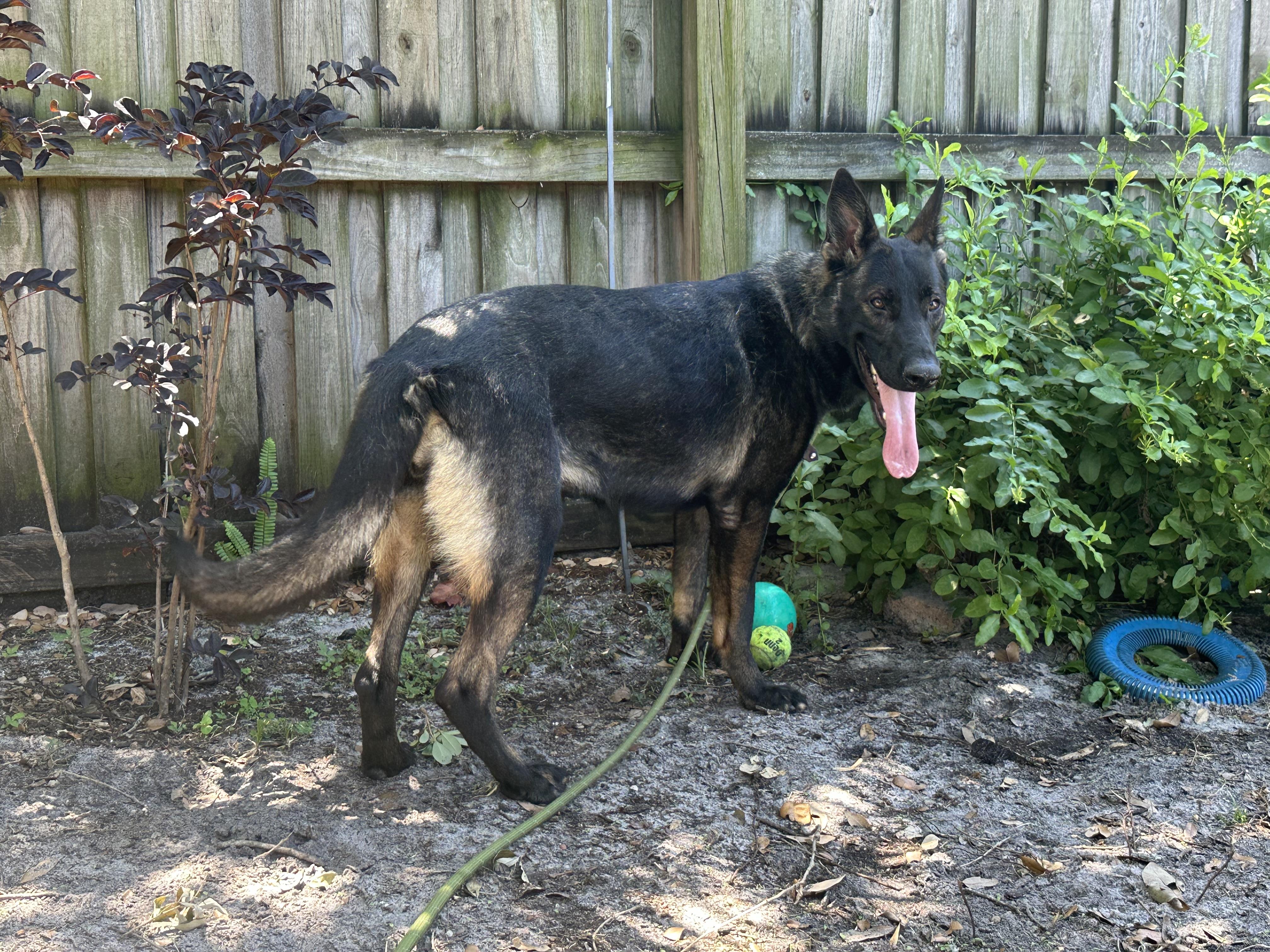 Enlarge Nellie, a Adoptable German Shepherd Dog in Parrish, FL image 3/6