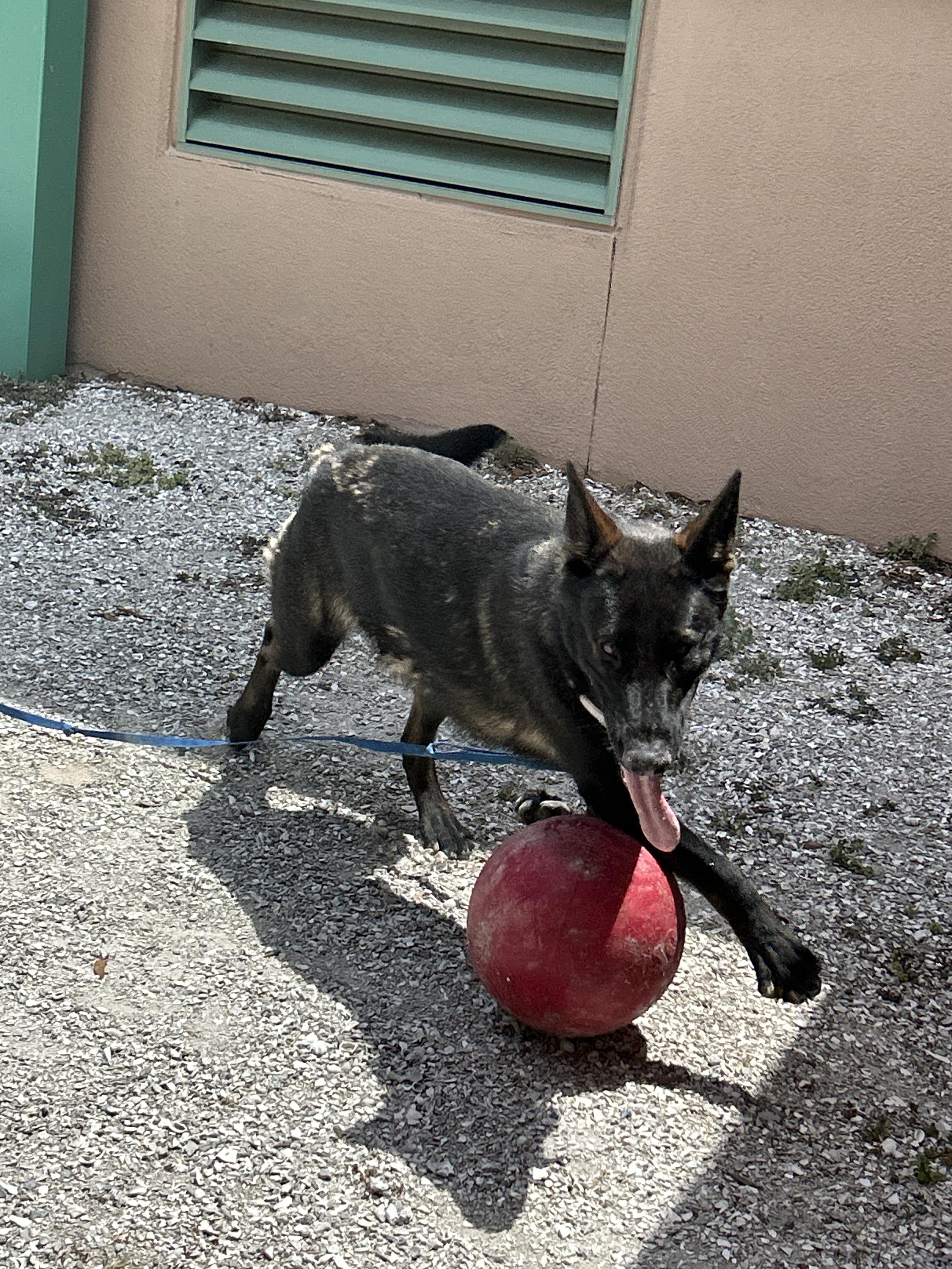 Enlarge Nellie, a Adoptable German Shepherd Dog in Parrish, FL image 4/6