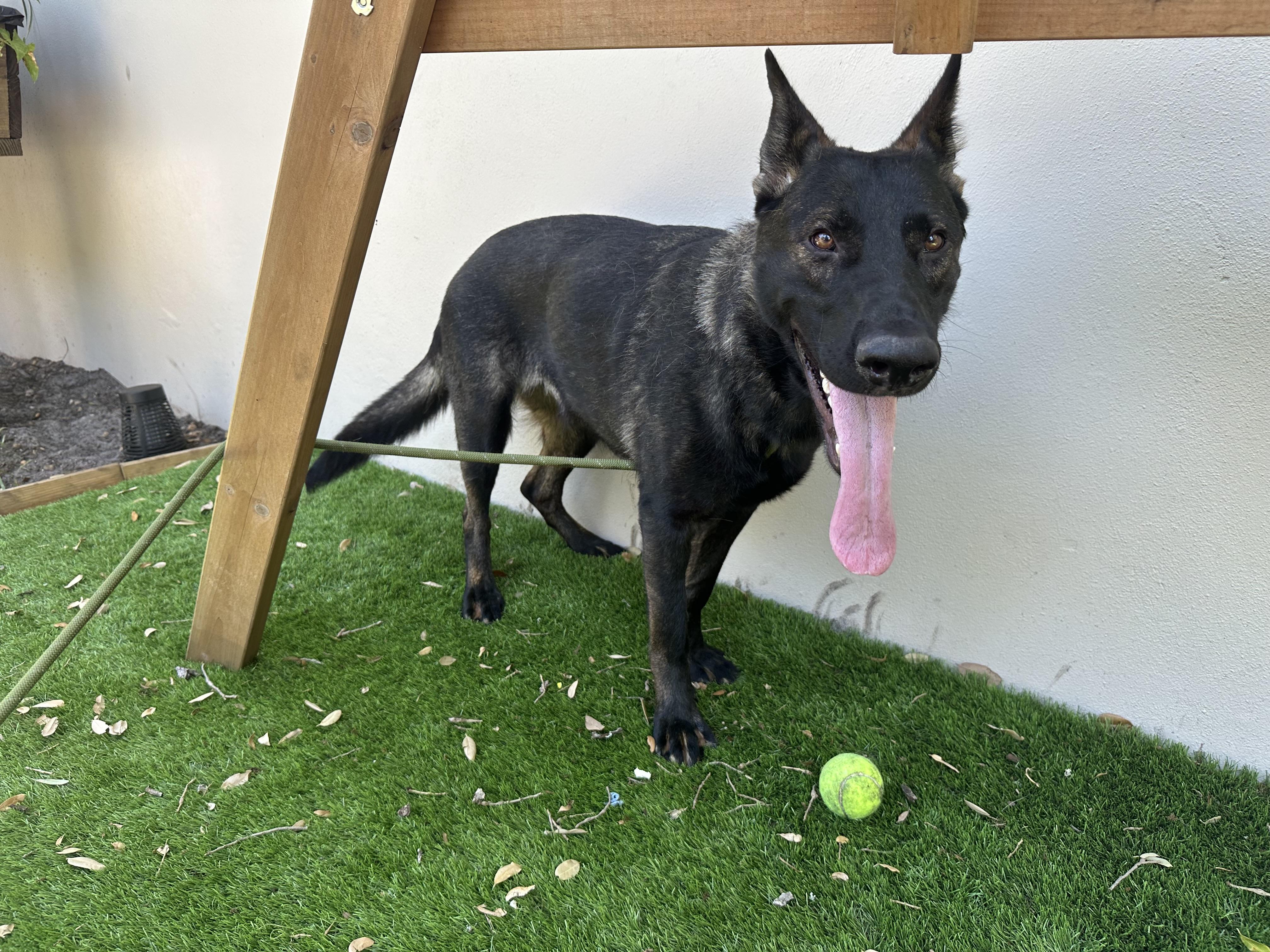 Enlarge Nellie, a Adoptable German Shepherd Dog in Parrish, FL image 5/6