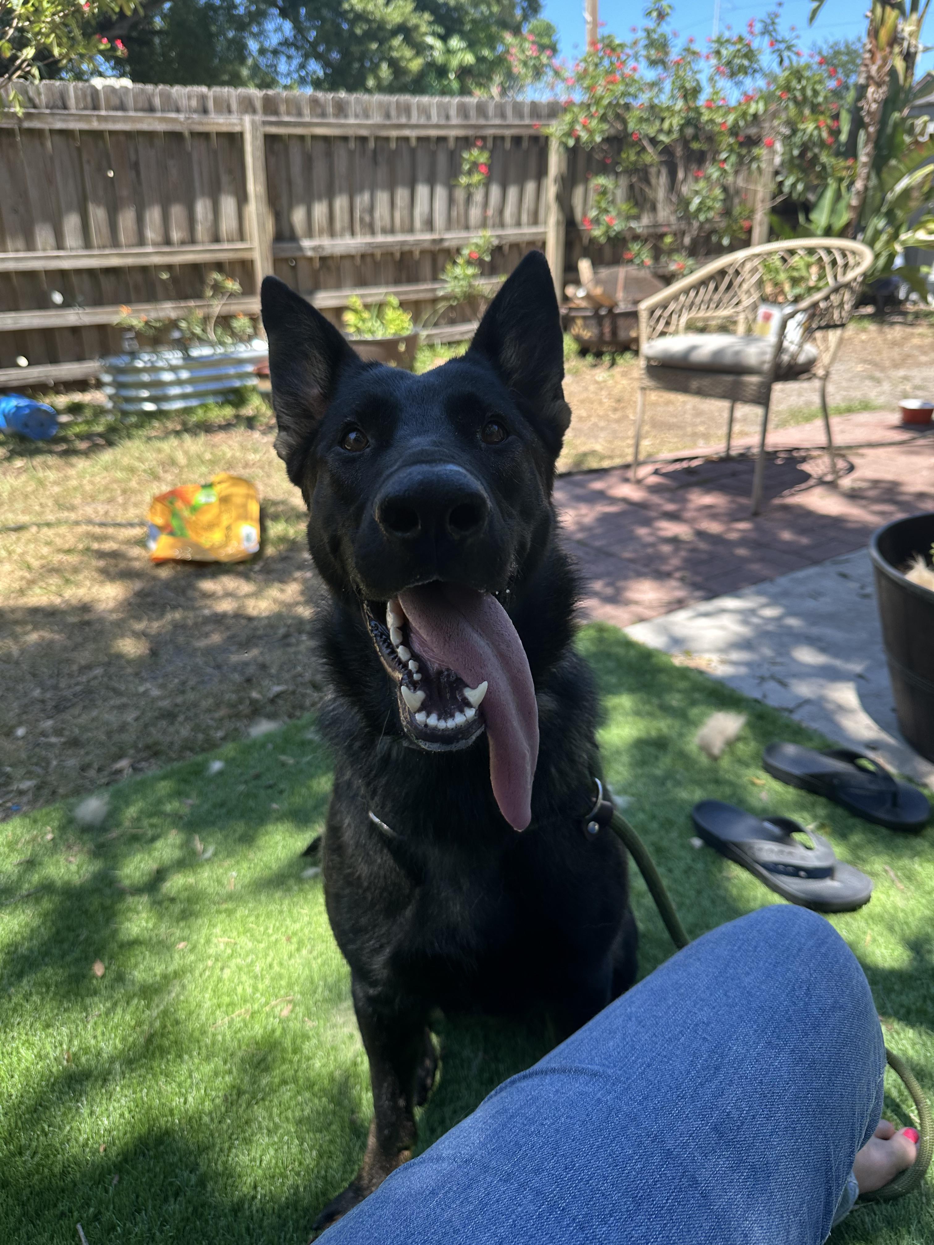 Enlarge Nellie, a Adoptable German Shepherd Dog in Parrish, FL image 6/6