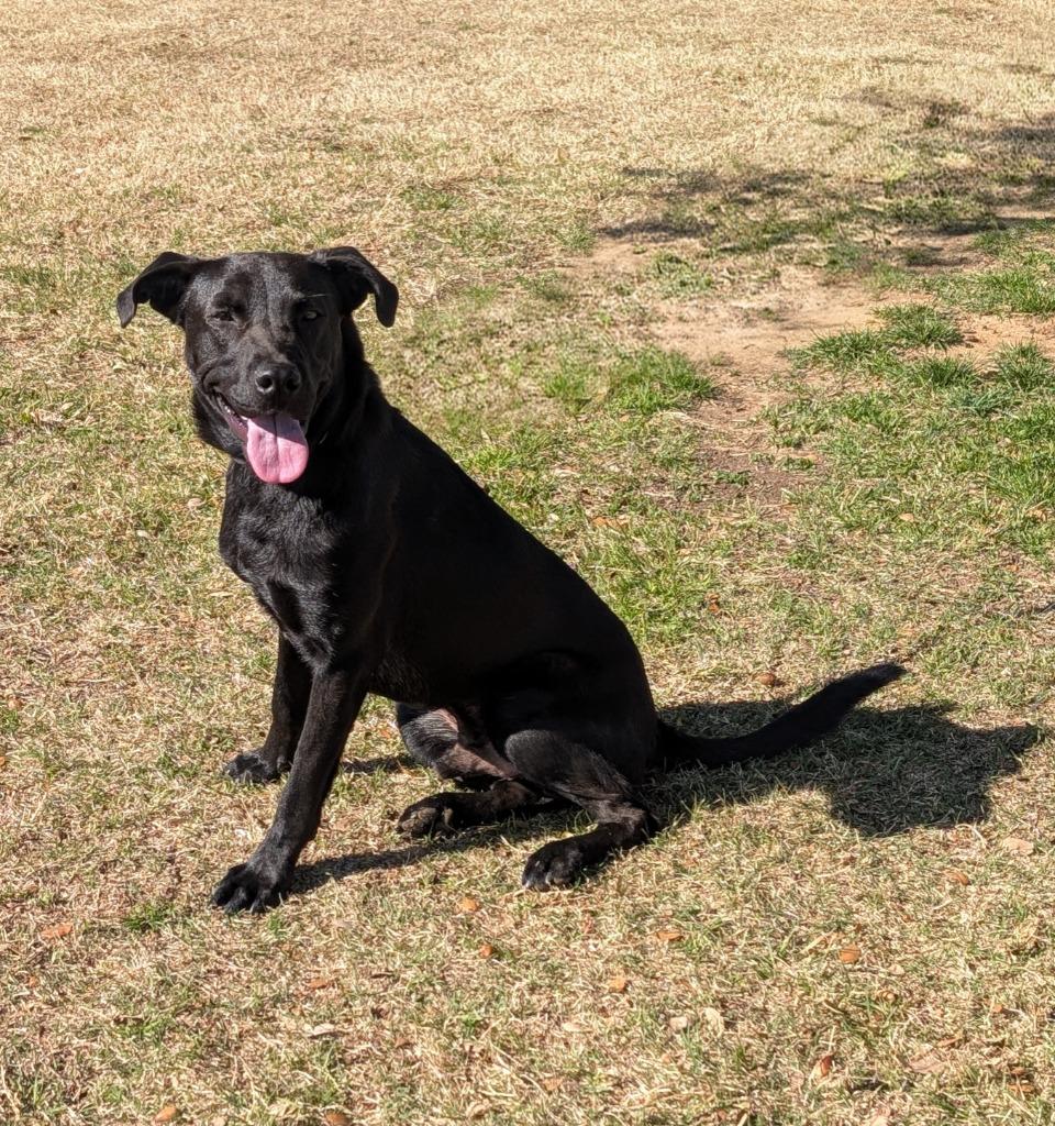 Enlarge Uno, a Adopted Labrador Retriever in Arlington, TX image 1/6