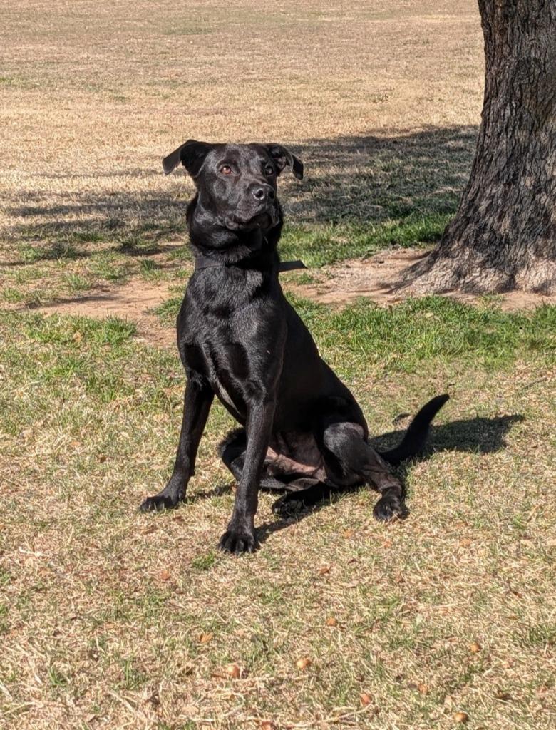 Enlarge Uno, a Adopted Labrador Retriever in Arlington, TX image 2/6
