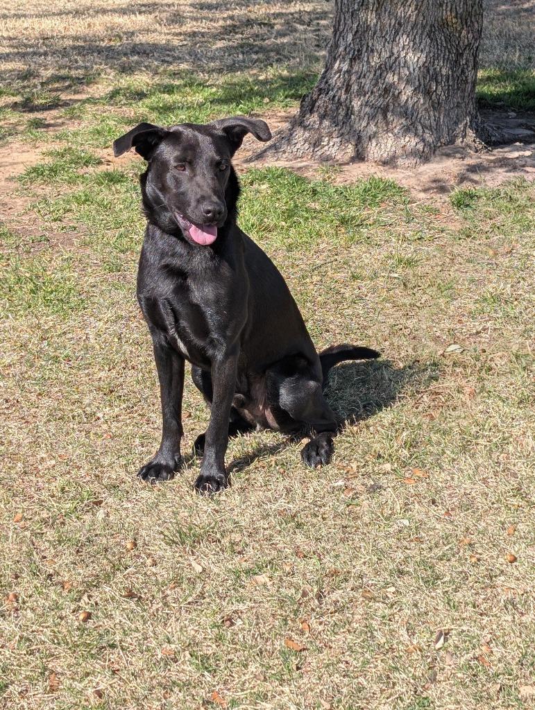 Enlarge Uno, a Adopted Labrador Retriever in Arlington, TX image 5/6