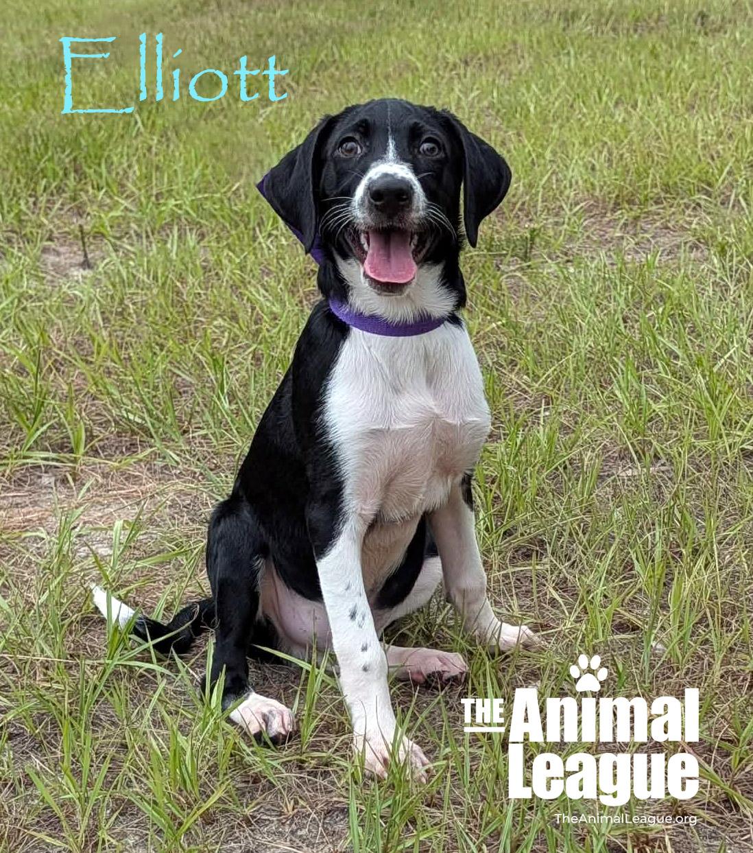 Elliott, Adoptable, Puppy Male Jack Russell Terrier & Chihuahua.