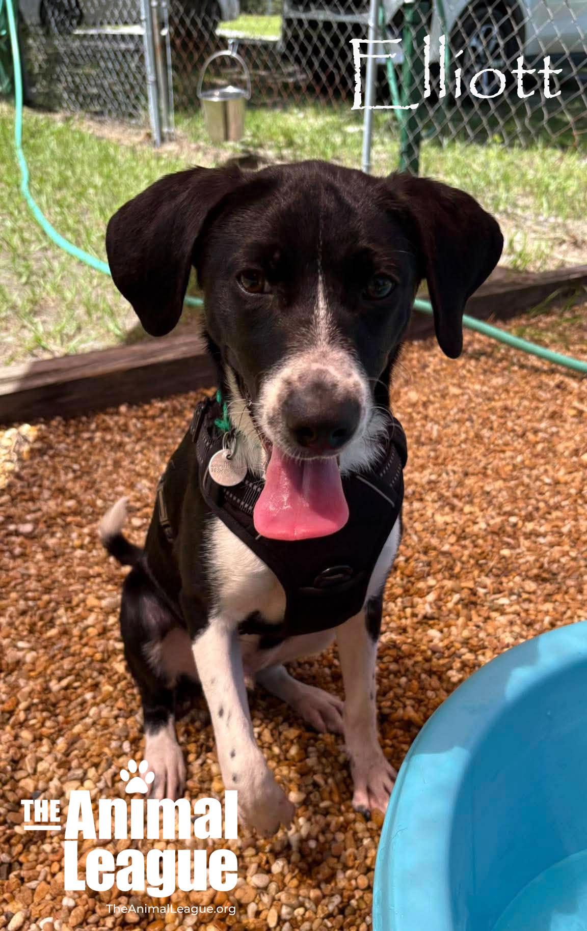 Enlarge Elliott, a Adopted mixed breed in Groveland, FL image 3/4