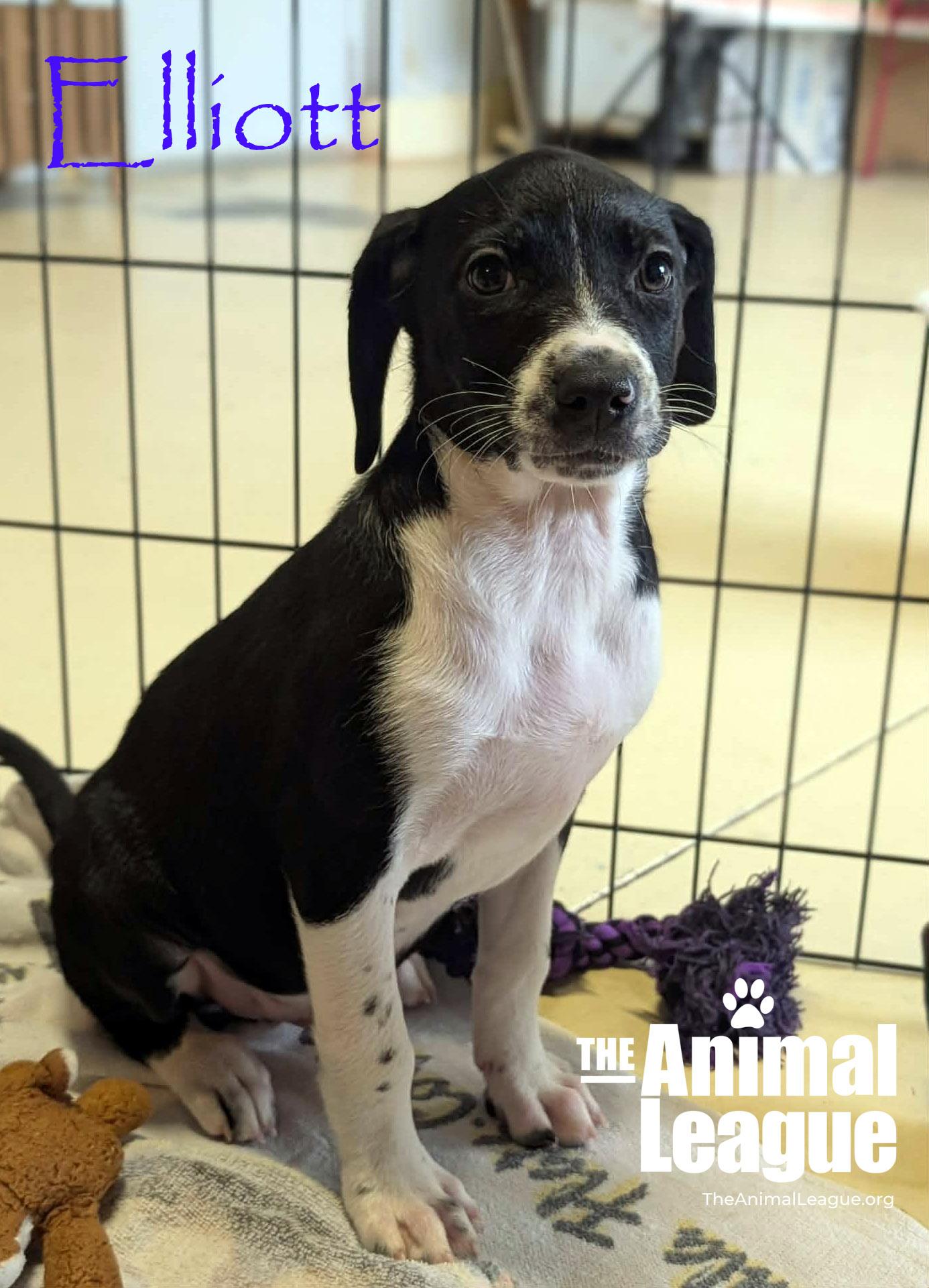 Elliott, a Adoptable mixed breed in Groveland, FL image 3/4
