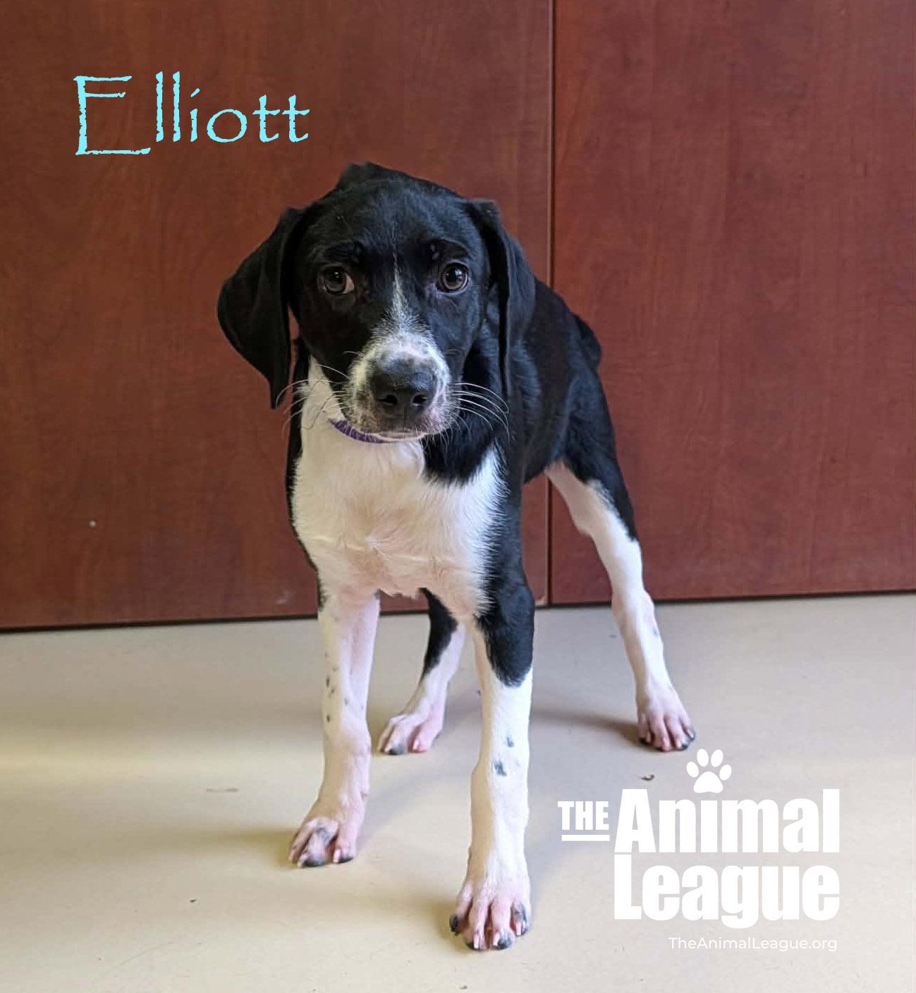 Elliott, a Adoptable mixed breed in Groveland, FL image 2/4