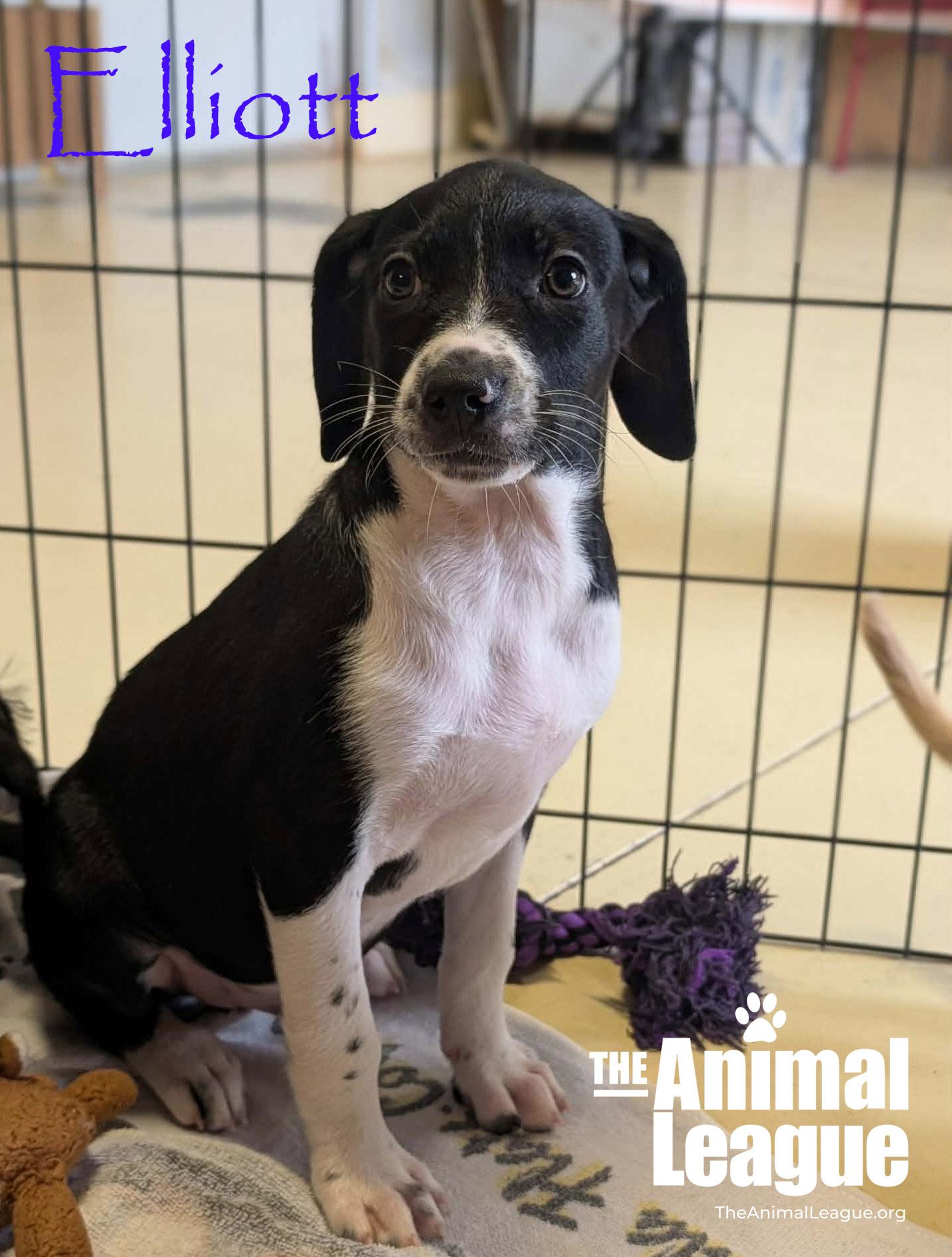 Elliott, a Adoptable mixed breed in Groveland, FL image 4/4