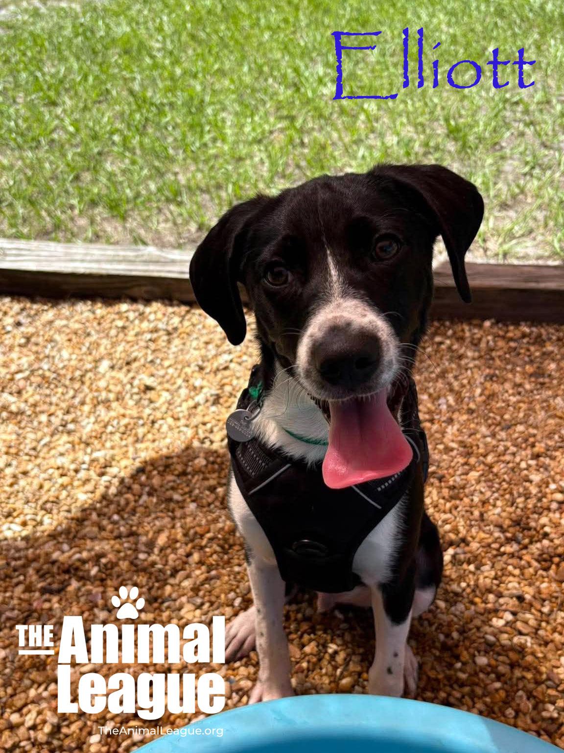 Enlarge Elliott, a Adopted mixed breed in Groveland, FL image 4/4